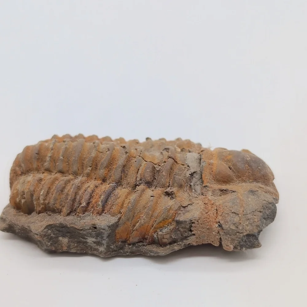 Real Trilobite Fossil 300 Million Years Old Oklahoma Devonian - Picture 5 of 7